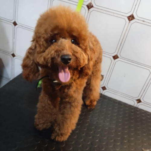 Imagen 5 de 10 de Peluquería Canina Daja En La Blanqueada