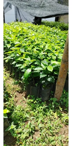 Se Vende Finca En Pijao - Quindío