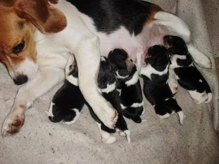 Imagen 4 de 6 de Cachorros Beagles
