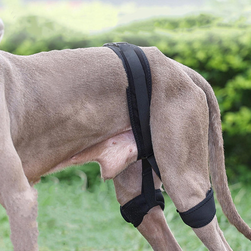 Soporte De Cadera Para Perro Para Patas Traseras Soporte S