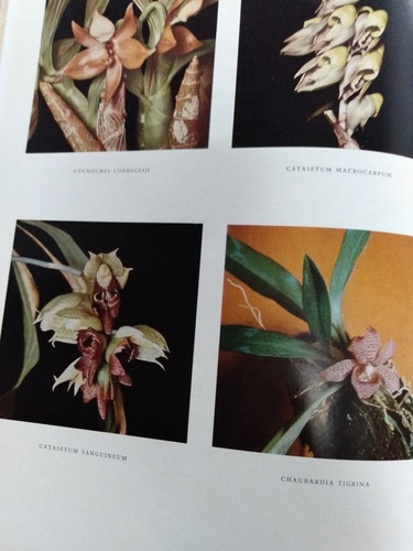 Imagen 2 de 6 de Orquídeas De Venezuelacuatro Tomos 30