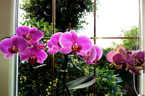 Cuadro 40x60cm Orquideas Flores Violetas Planta Hermosa M10