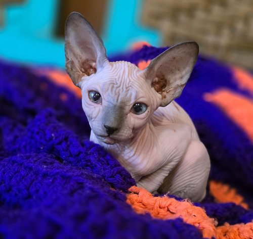 Divinos! Gatos Esfinge. Sphynx. Pelados. Sin Castrar! Seña.