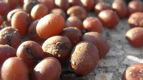 39 Semillas De Palmera Pindó ,nativa (envío Gratis)