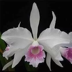 Orquidea Cattleya Labiata Semi Alba 'carnea' ( Muda )