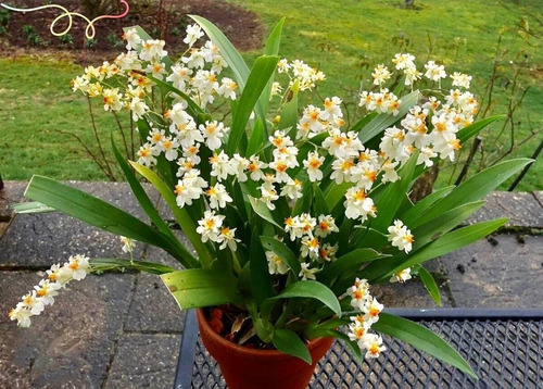 Orquídea Oncidium Twinkle Planta Adulta Foto Real Da Muda | Parcelamento  sem juros