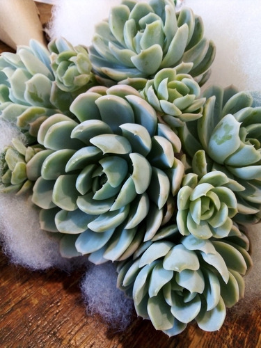 Imagen 7 de 9 de Echeveria Elegans Rosa De Alabastro - Colonia Adulta 8p