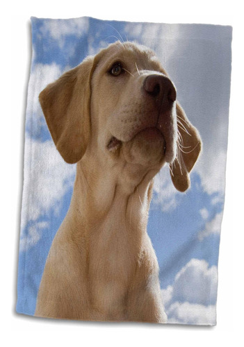 Perrito Rose Labrador Retriever 3d, Na02 Rbr0018-rick A. To