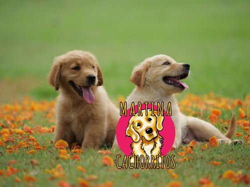 Cachorritos Golden 100% Puros Los Mas Lindos De Argentina
