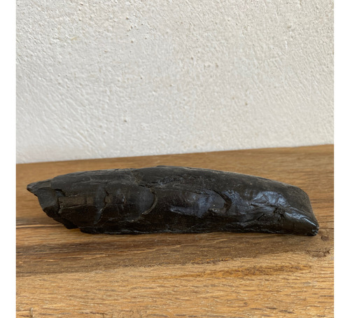 1 Diente De Ballena Cetaceo Auténtico Piedra Fosil Antiguo