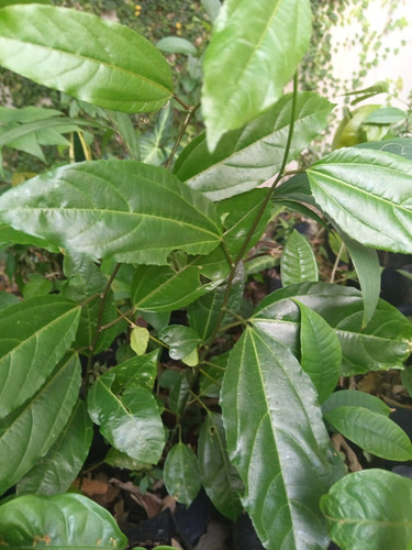 Maracuya Morada
