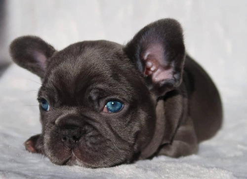 Bulldog Frances Blue Fantasía De Invierno Puppiesar. Blue