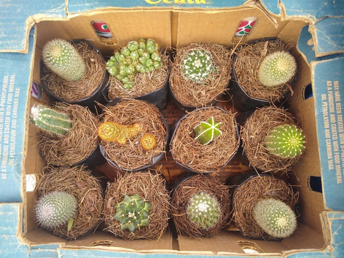 Imagen 2 de 8 de Caja De Cactus Y Suculentas 12pzs / Para Maceta De 4