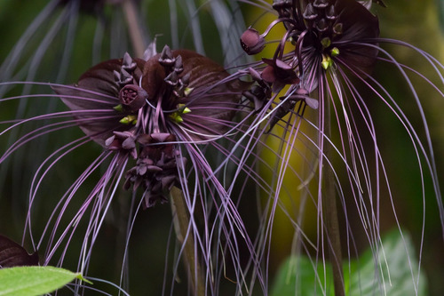 Orquidea Negra Tacca Chantrieri Flor Morcego Sementes | MercadoLivre
