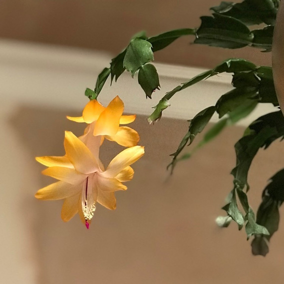 Muda De Cacto Flor De Maio - Cor Amarelo Ouro No Vaso Padrão | MercadoLivre