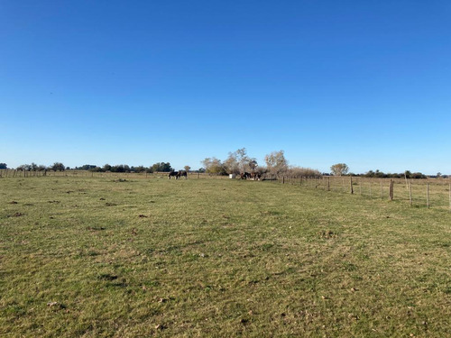 Campo En Venta Las Flores