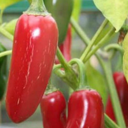 Imagem 5 de 10 de Sementes De Pimenta Jalapenho Mexicana Para Vaso Ou Hortas