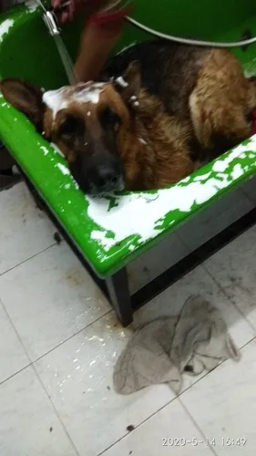 Guau Guau: Cursos De Peluquería Canina 12 Clases