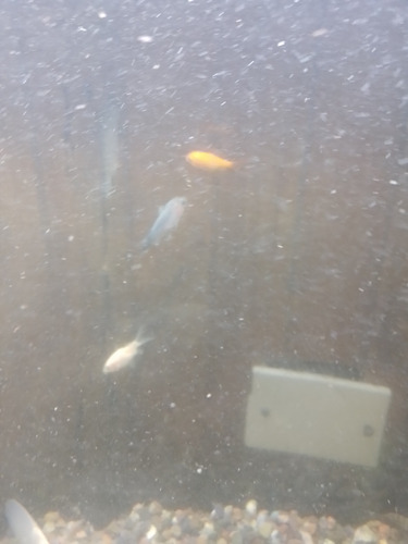 Peces De Agua Fria Shubunkin Cometas Y Goldfish De 2cm Varios