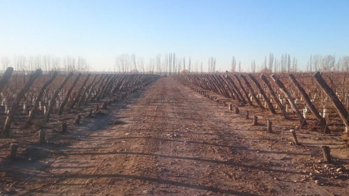 Terreno En Venta Viñedo 28 Has En Mendoza