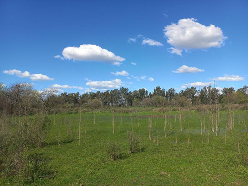 Imagen 14 de 21 de Chacra - 47 Has Panamericana Ramal Pilar Km 61