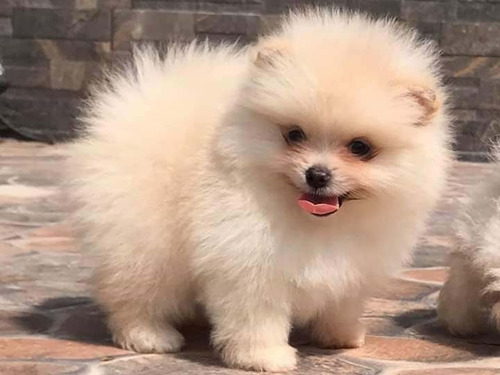 Cachorros Pomerania Cara De Oso Bonitos