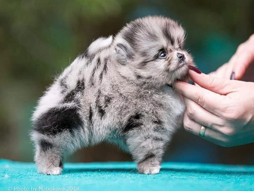 Pomerania Inscrita Blue Merle Exótica En Puerto Montt