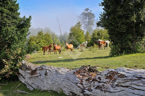 Parcela En Venta En Lago Colico