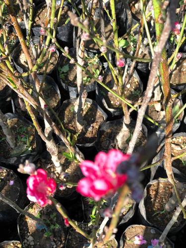 Durazno Floreador De 1.50 Altura En Fiusha Y Rosa Claro