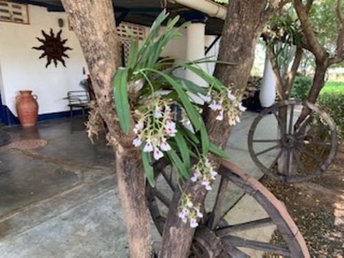 Imagen 19 de 23 de Venta De Finca Edo. Guarico, Pao Los Dos Caminos 1082 Hectáreas