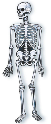 01 Esqueleto Articulado Caveira Decoração Festa Halloween