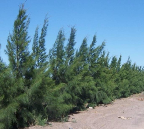 Casuarina Pino, Conífera, Cerco, Cortavientos