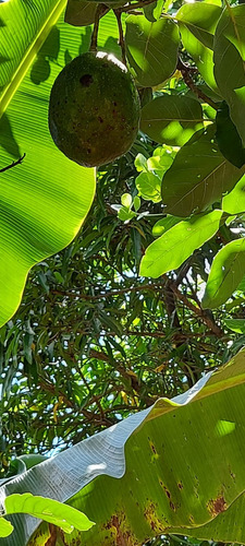 Chácara No Centro De Faria Lemos/mg Com 700m2, Com 2 Casas Uma Grande Em Alto Padrão E Uma Casa Menor, Com Piscina E Área Goumet E Pomar Com Muitas Frutas, Pronta Para Morar