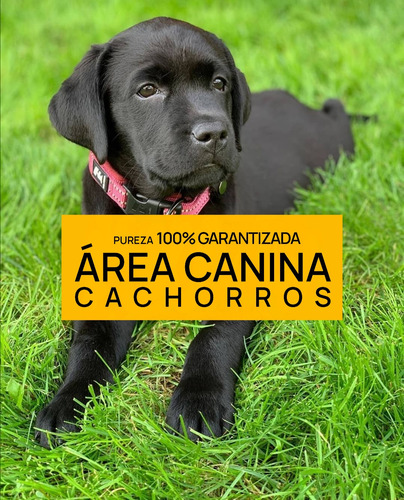 Venga A Ver Los Labrador Mas Buscados De Argentina