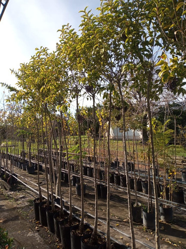 Imagen 2 de 8 de Arbol De Vereda Ligustro Disciplinado - Excelente