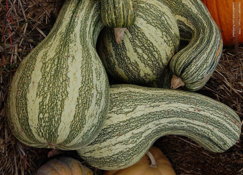 10 Semillas Zapallo Calabaza Rayada - Huerta Premium