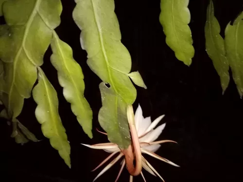 Planta Cactus Dama De Noche Natural