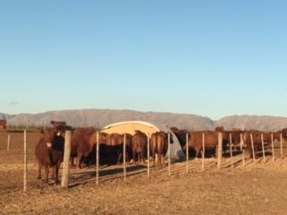 Imagen 3 de 9 de Terreno Campo En Venta Ubicado En Papagayos, Chacabuco