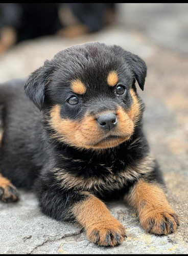 Hermosos Cachorros Rotwailer!