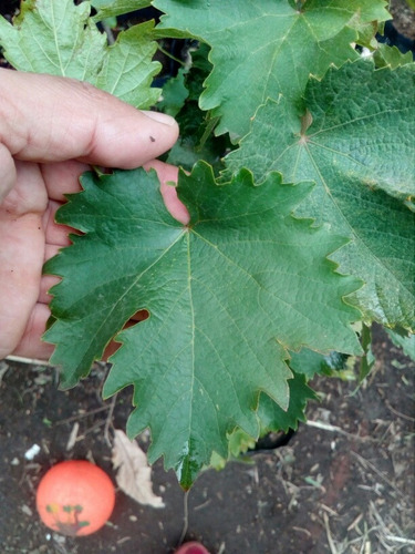Paq Planta Uva Red Globe Y Uva Thompson Parras Mercadoenvíos