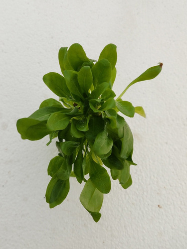 Samolus Valerandi
