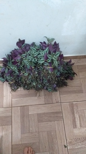 300 Mudas Brotando De Lambari Roxo (tradescantia Zebrina )