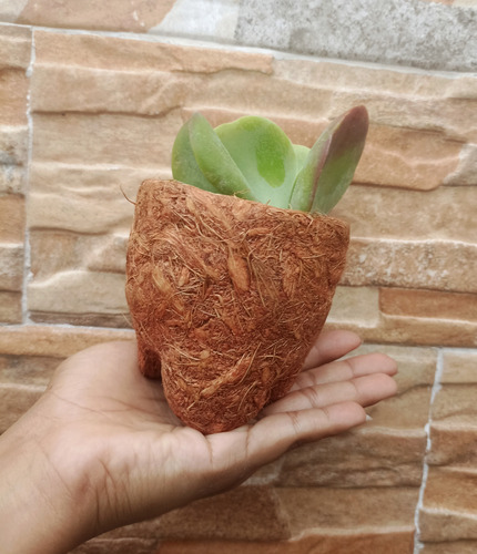 Maceta Biodegradable Coco Molcajete Café Molcajete
