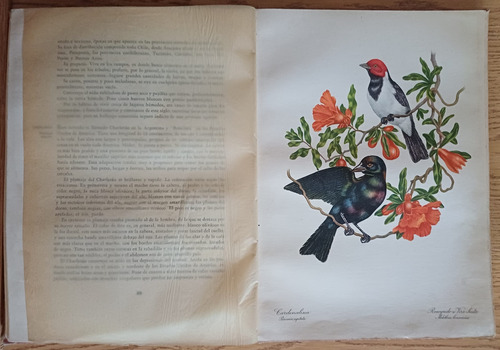 Pájaros Sudamericanos Gollan Lopez + El Canario Garau Salvá (Usado)