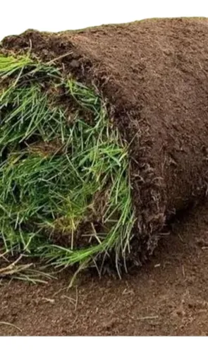 comprar Pasto Natural Por M2 Entrega Y Colocación Solo Cdmx