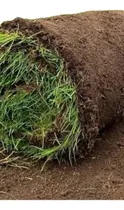 Comprar Pasto Natural Por M2 Entrega Y Colocación Solo Cdmx