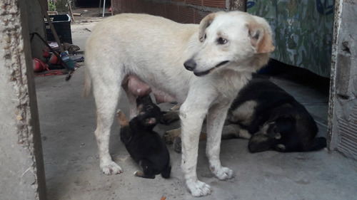 Donación Tapitas Para Todos $ 300/ + Castraciones - Abandono