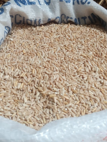 Avena Pelada Para Pájaros X10kg. Caba