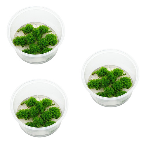 Kit Com 3 Musgo Riccardia Chamedryfolia (in Vitro)