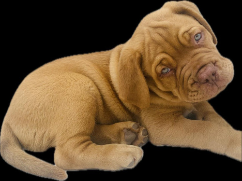 Filhotes Dogue De Bordeaux